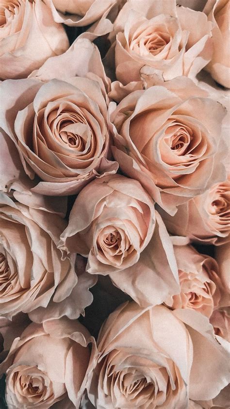 Обои на телефон | Flower iphone wallpaper, Flower phone wallpaper ...