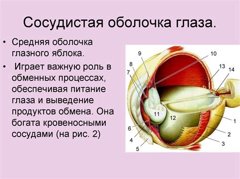 Органы чувств. Анализаторы - презентация онлайн