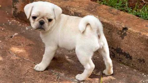 235 of The Best White Pug Names for Your Rare Pug