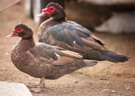 Raising Muscovy Ducks - The Complete Guide