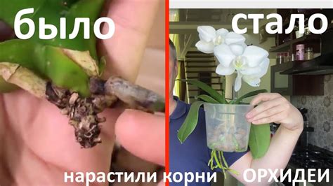 ОРХИДЕЯ была БЕЗ КОРНЕЙ как нарастить корни орхидеи от НУЛЯ до ...