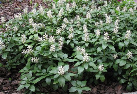 Пахизандра верхушечная "Pachysandra" купить по цене 450 рублей от ...