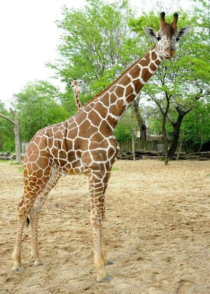 Brookfield zoo 2017 | Brookfield zoo, Giraffe, Animals