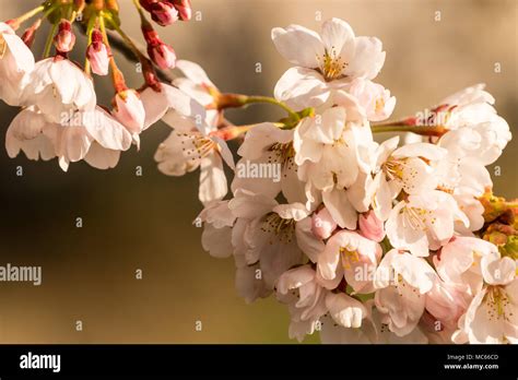 Cherry blossoms in various stages of growth or blooming Stock Photo - Alamy