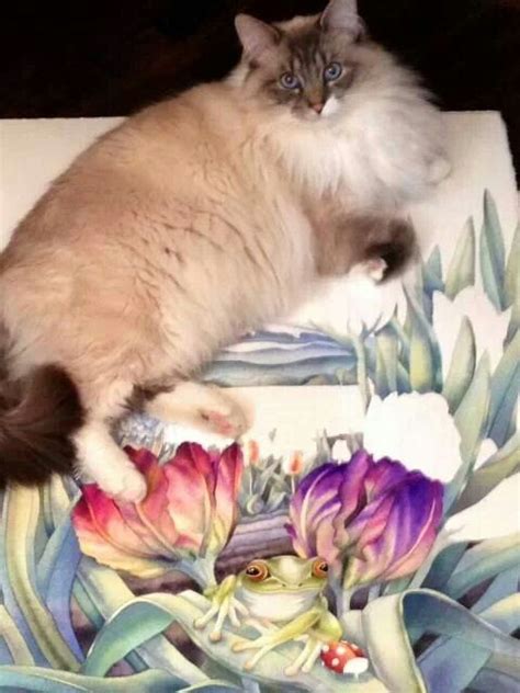 Long hair siamese cat | Siamese cats, Cats, Long haired cats