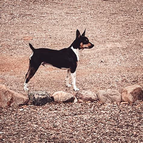 Rat terriers for adoption programs are changing how you find a pet 28