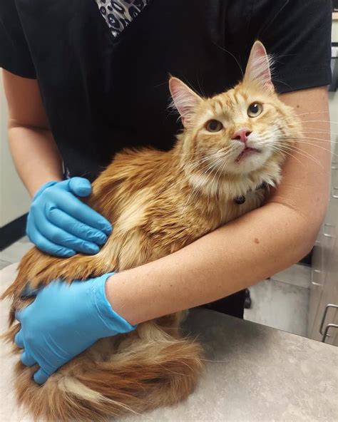 hearts alive village animal clinic 1