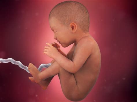 weeks pregnant fetal development babycenter
