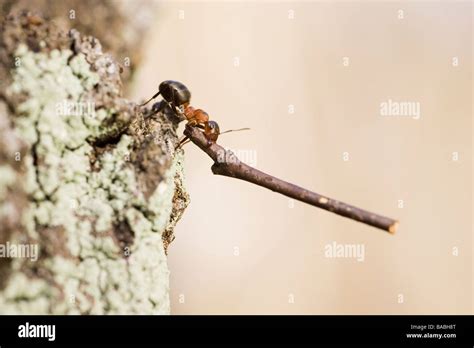 An ant carrying a stick Stock Photo - Alamy