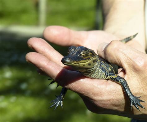 Baby Alligator Free Stock Photo - Public Domain Pictures