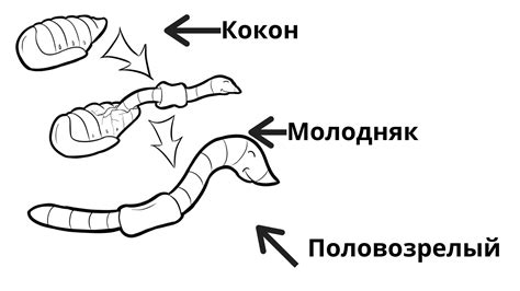 Цикл размножение дождевых червей - Диптера
