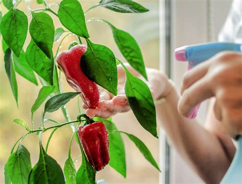 Can You Grow Peppers In A Container at Kate Gask blog