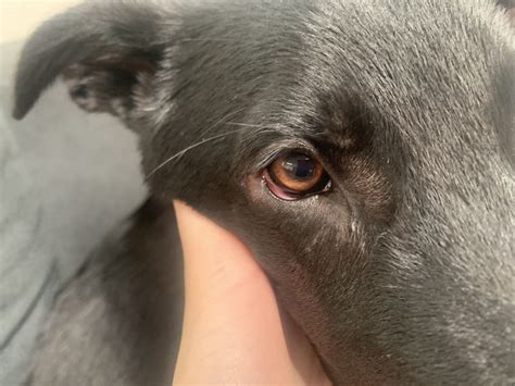 Possible Eye Worm or Lung Worm?? | German Shepherds Forum