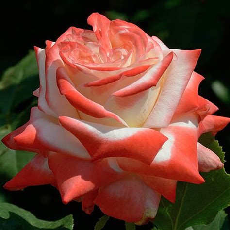 РОЗИ Чаен-хибрид 85 - rosesplants.com