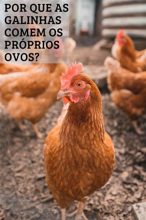 A Galinha É Onívora - Por que as galinhas comem seus ovos? | Chickens backyard, Chicken ...