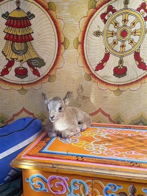 The ЮҮХҮҮ on Twitter: "Ховд аймгийн Зэрэг суманд нэг залуугийн саалийн ...