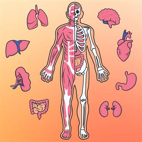 astonishing facts   human body medium