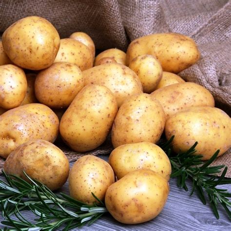 Какой самый вкусный сорт картофеля по отзывам многих огородников ...