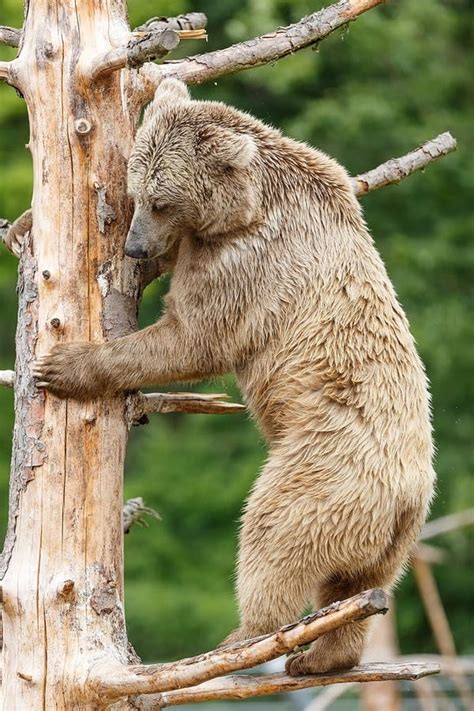 Himalayan Brown Bear Ursus Arctos Isabellinus Climbing a Tree Stock