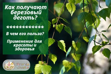 Березовый деготь - рекомендации по применению