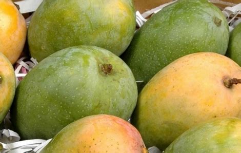 Kesar Mangoes at Best Price in Junagadh, Gujarat | Decora Overseas