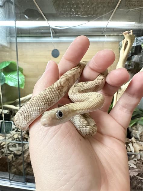 I just got a trans peco rat snake and wanted to know if you guys feed
