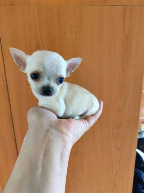 mini civava