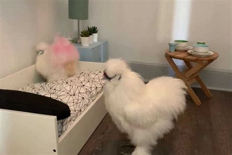 How to Raise an Indoor Pet Chicken? (Beginner's Guide)