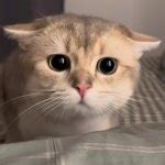 Sad cat ? Meme Generator - Imgflip