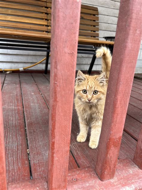 Homeward trails animal rescue is saving more pets this year 19