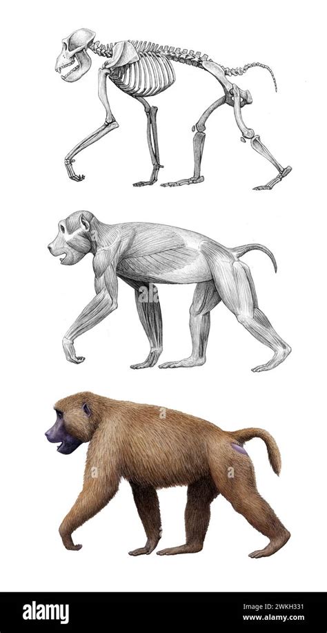 Theropithecus old world monkey anatomy, illustration Stock Photo - Alamy