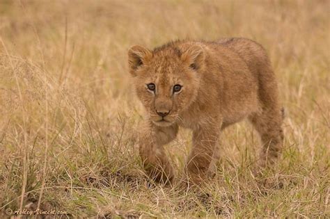 Кошачьи, вы только посмотрите | Wild cats, African animals, African lion
