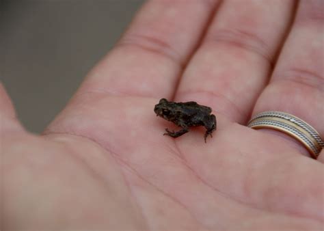 baby toad tiny macro close  photo  pixabay pixabay