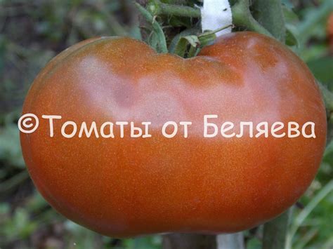 Томат Чероки шоколад • Описание, Фото, ОТЗЫВЫ(17), Семена, Купить