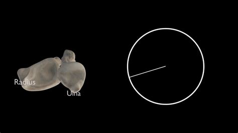 Radius 3d Anatomy | Doc Jana