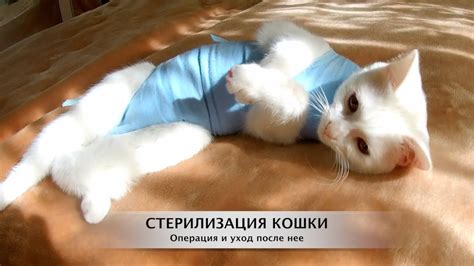 Стерилизация кошки. Операция и уход после нее. Как это было... - YouTube
