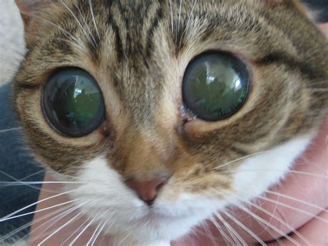 Why Do Cats Get Big Pupils at Brian Bauer blog