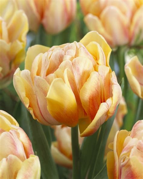 Tulip bulbs Foxy Foxtrot - a unique peony tulip! - Tulip Store
