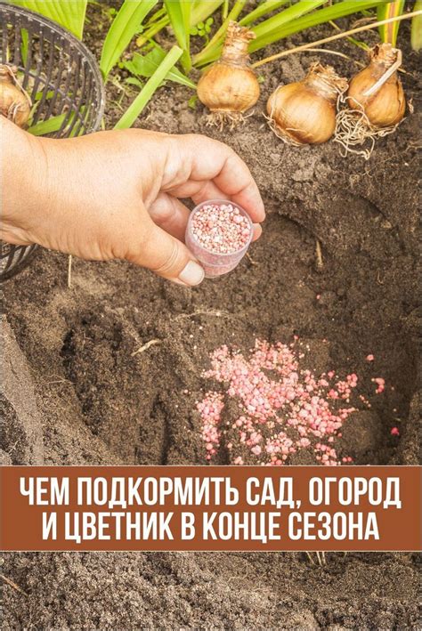 Осенние удобрения – чем подкормить сад, огород и цветник в конце сезона ...