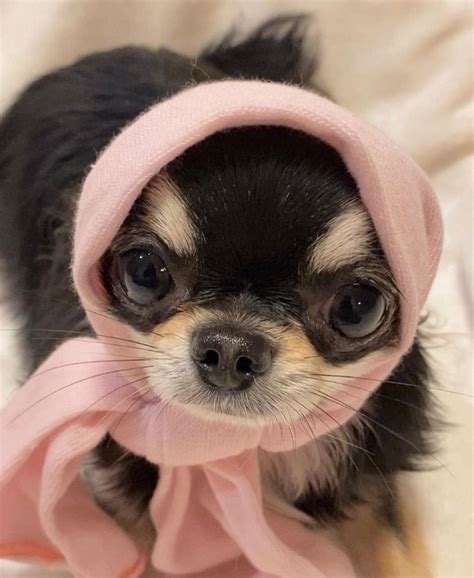 List of short hair dog breeds – Artofit