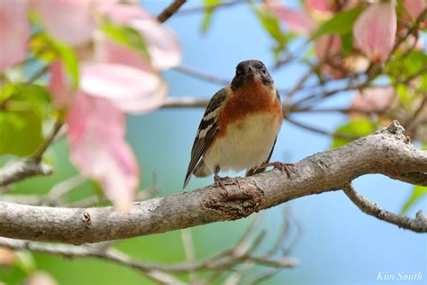 Bay-breasted Warbler copyright Kim Smith – 4 of 4 | Kim Smith Films