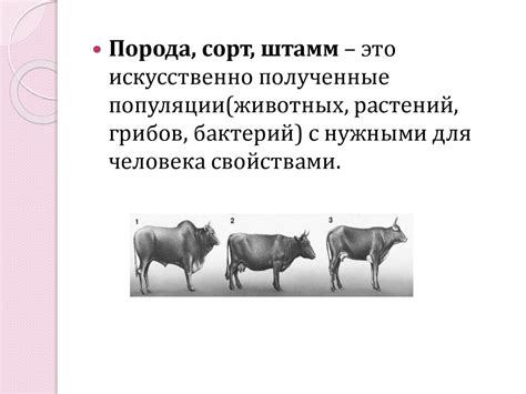 Селекция - презентация онлайн