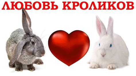 Любовь и кролики. Клип про любовь у кроликов. Повезет в любви? / Funny ...
