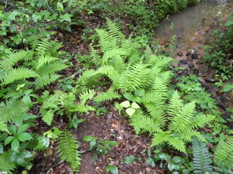 130 Sunny Lane, Pickens, SC 29671 - MLS# 1498962 - Coldwell Banker