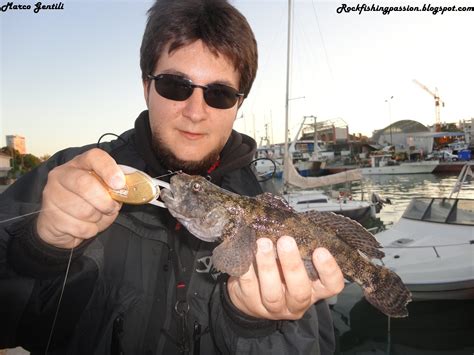 Rockfishing passion: Drop-shot for win
