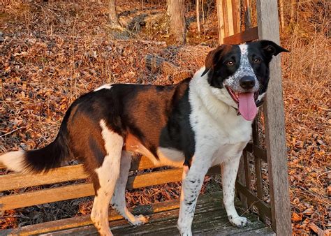 Our border collie blue heeler mix up on the trails behind our farm ...