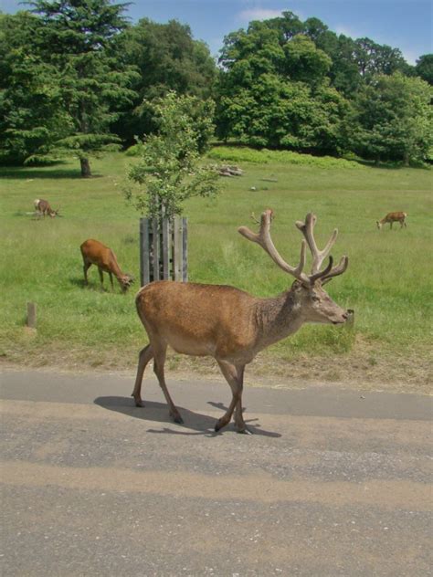 Photographs — Richmond Park — Deer — 8 June 2018 — 10 — wasaweb.net