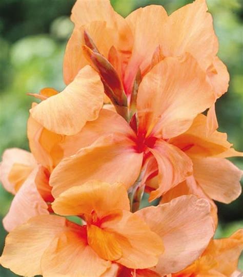 canna picasso  radacina flori galben portocalii