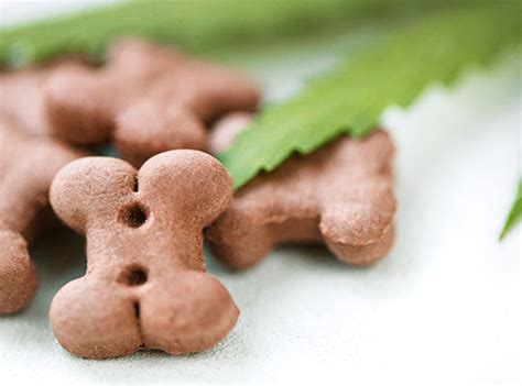 Claritin for Dogs — Can It Work for Allergies In Dogs? – Innovet Pet