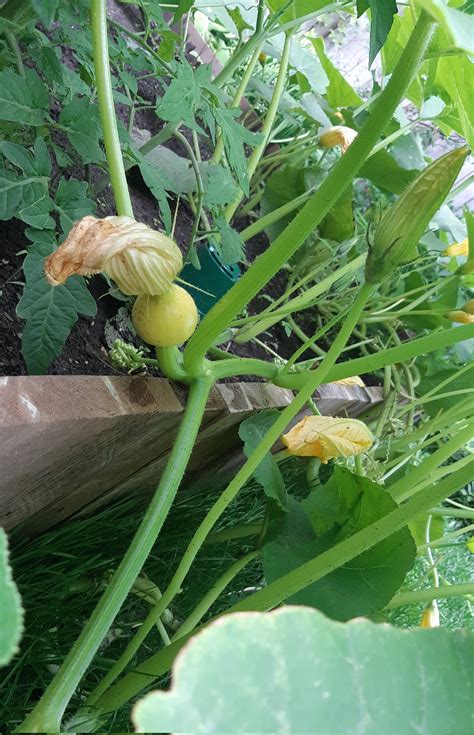 Marie-Claude Bourbonnais on Twitter: "Greatest success of my garden